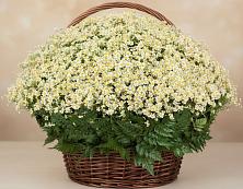 Цветочная композиция из Ромашки в корзине #REPLACE_PRED# Зелегощь